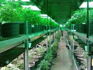 Growing or possessing marijuana for recreational purposes in California.